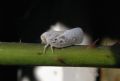 Metcalfa pruinosa